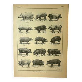 Lithographie ancienne 1921 de A. Richard - Porc - Animal ferme. Gravure
