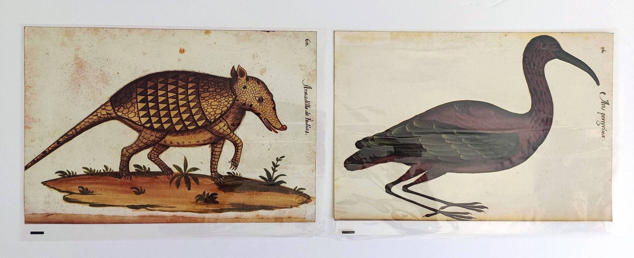 Paire de reproductions du Codex Pomar d'Histoire Naturelle, Valence, 1990