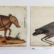 Paire de reproductions du Codex Pomar d'Histoire Naturelle, Valence, 1990