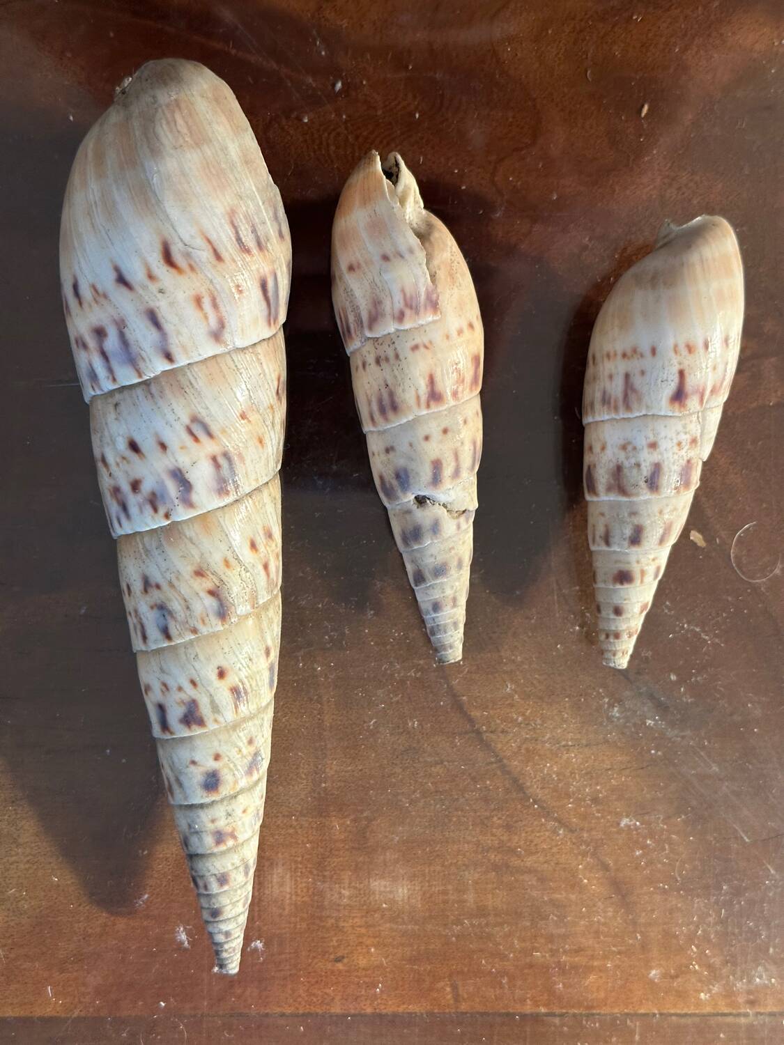 Lot of 8 old collectible shells - cabinet of curiosity