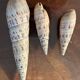 Lot of 8 old collectible shells - cabinet of curiosity
