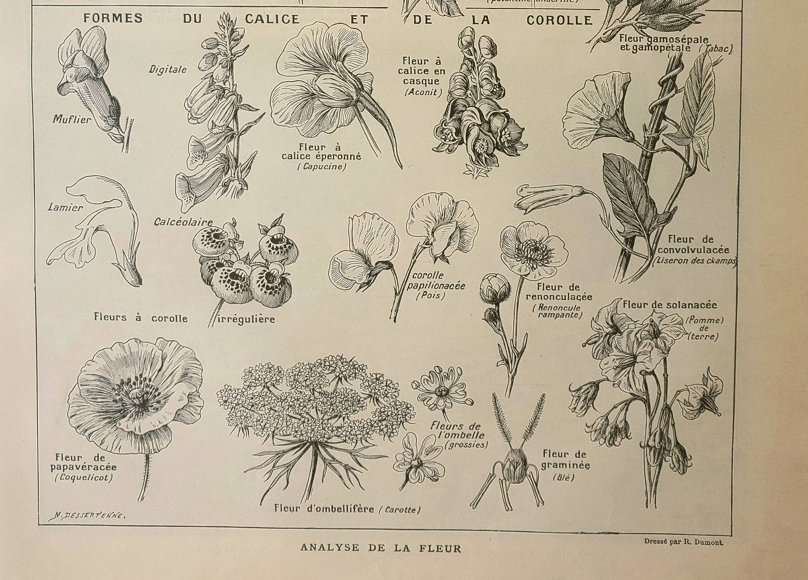 Gravure ancienne 1922, Type de fleur, botanique, calice, corolle • Lithographie, Planche originale