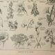 Gravure ancienne 1922, Type de fleur, botanique, calice, corolle • Lithographie, Planche originale