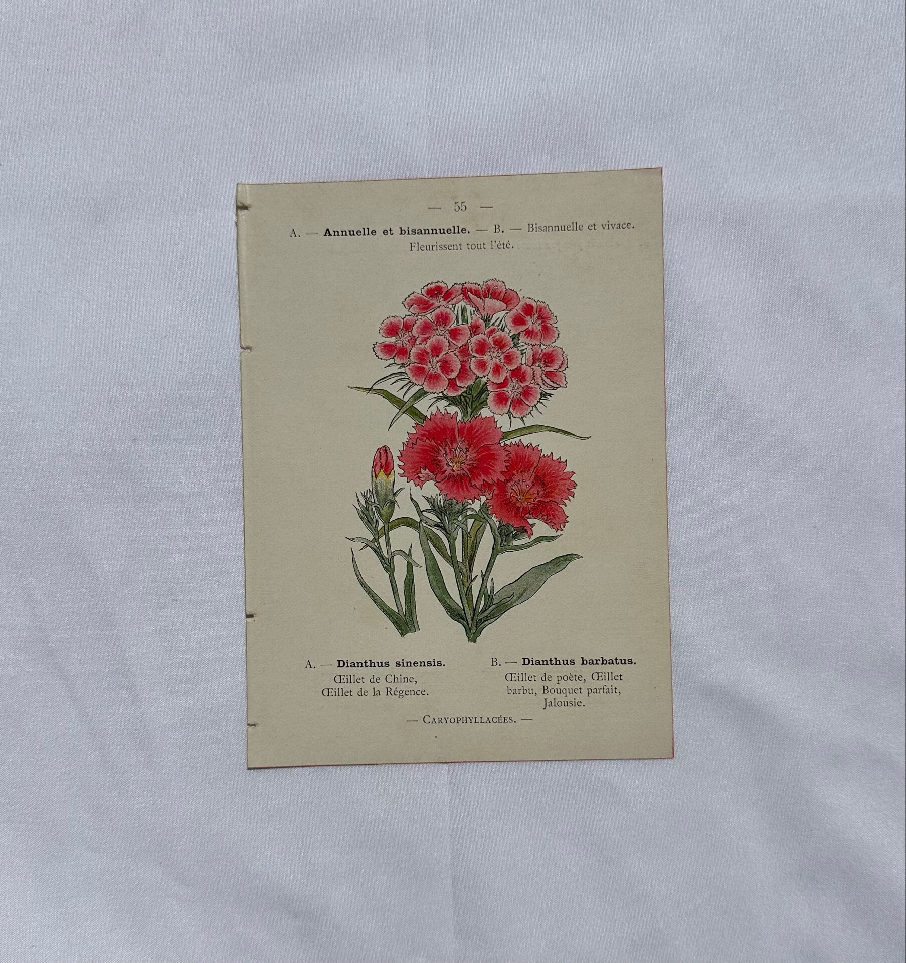 Planche botanique Gravure Fleur Plante 19eme double face colorée
