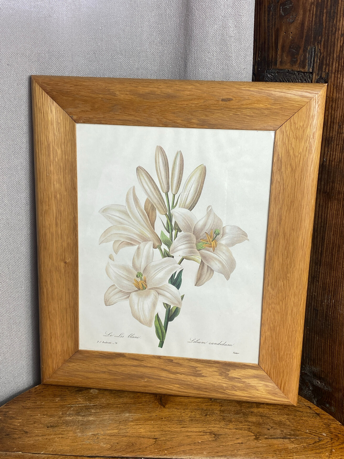Botanical print, White Lily, P-J Redouté