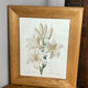 Botanical print, White Lily, P-J Redouté