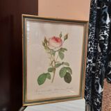 Framed botanical plate