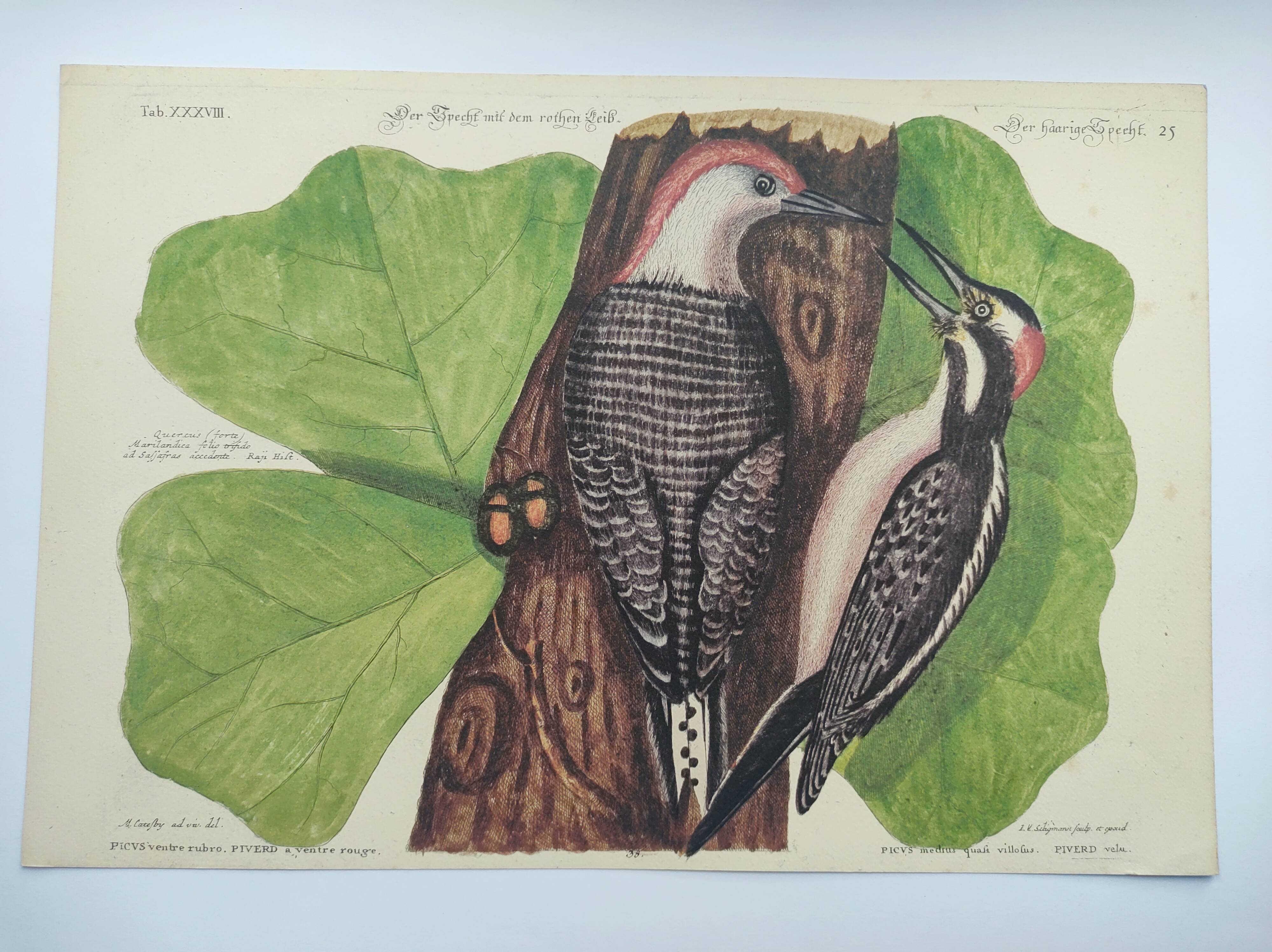 Old bird board - Woodpecker & Woodpecker - Ornithological and zoological engraving by Seligmann & Catesby