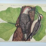 Old bird board - Woodpecker & Woodpecker - Ornithological and zoological engraving by Seligmann & Catesby