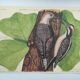 Old bird board - Woodpecker & Woodpecker - Ornithological and zoological engraving by Seligmann & Catesby