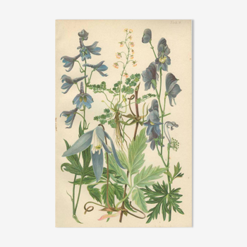 Botanical plate: Delphinium, Clematis, Buttercup, Monkshood