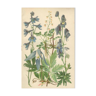 Botanical plate: Delphinium, Clematis, Buttercup, Monkshood