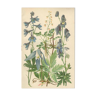 Botanical plate: Delphinium, Clematis, Buttercup, Monkshood