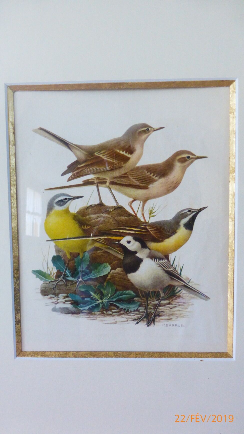 Birds - former collection Hepatior N ° 4