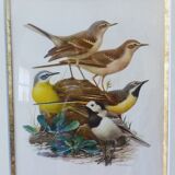 Birds - former collection Hepatior N ° 4
