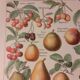 Lithographie sur les fruits de 1928