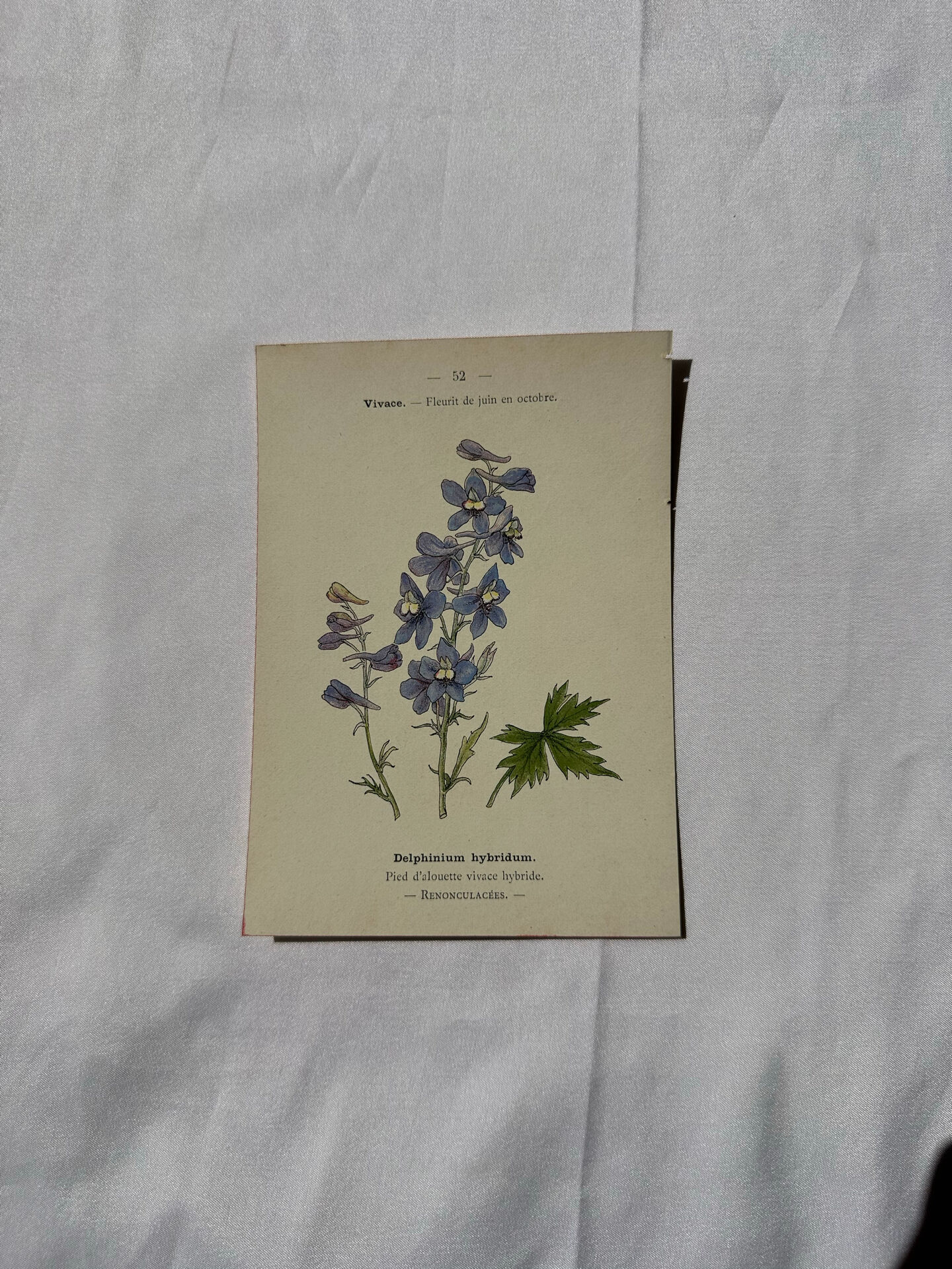 Botanical lithograph French flower double-sided naturalist
