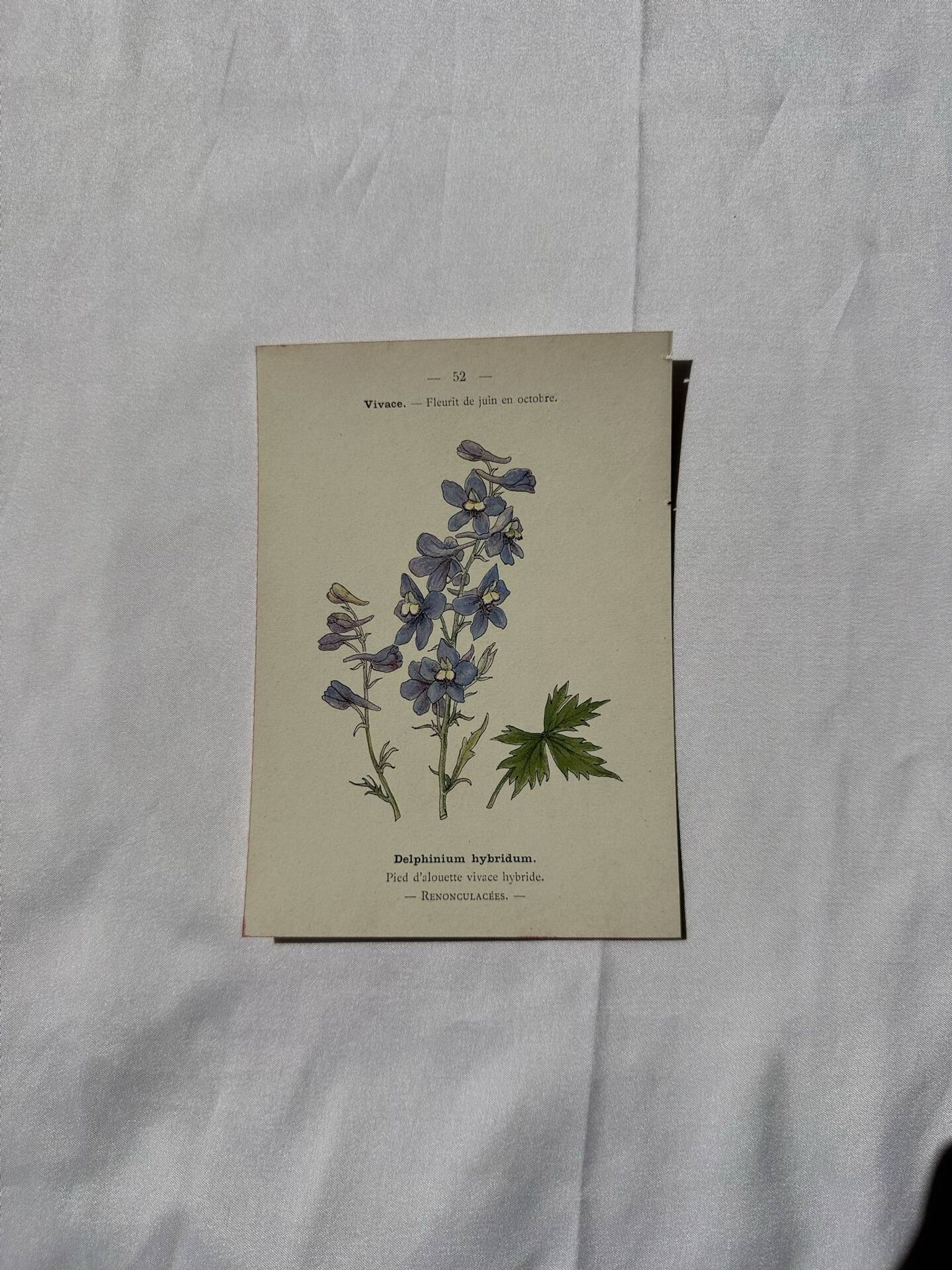 Botanical lithograph French flower double-sided naturalist