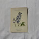 Botanical lithograph French flower double-sided naturalist