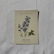 Botanical lithograph French flower double-sided naturalist