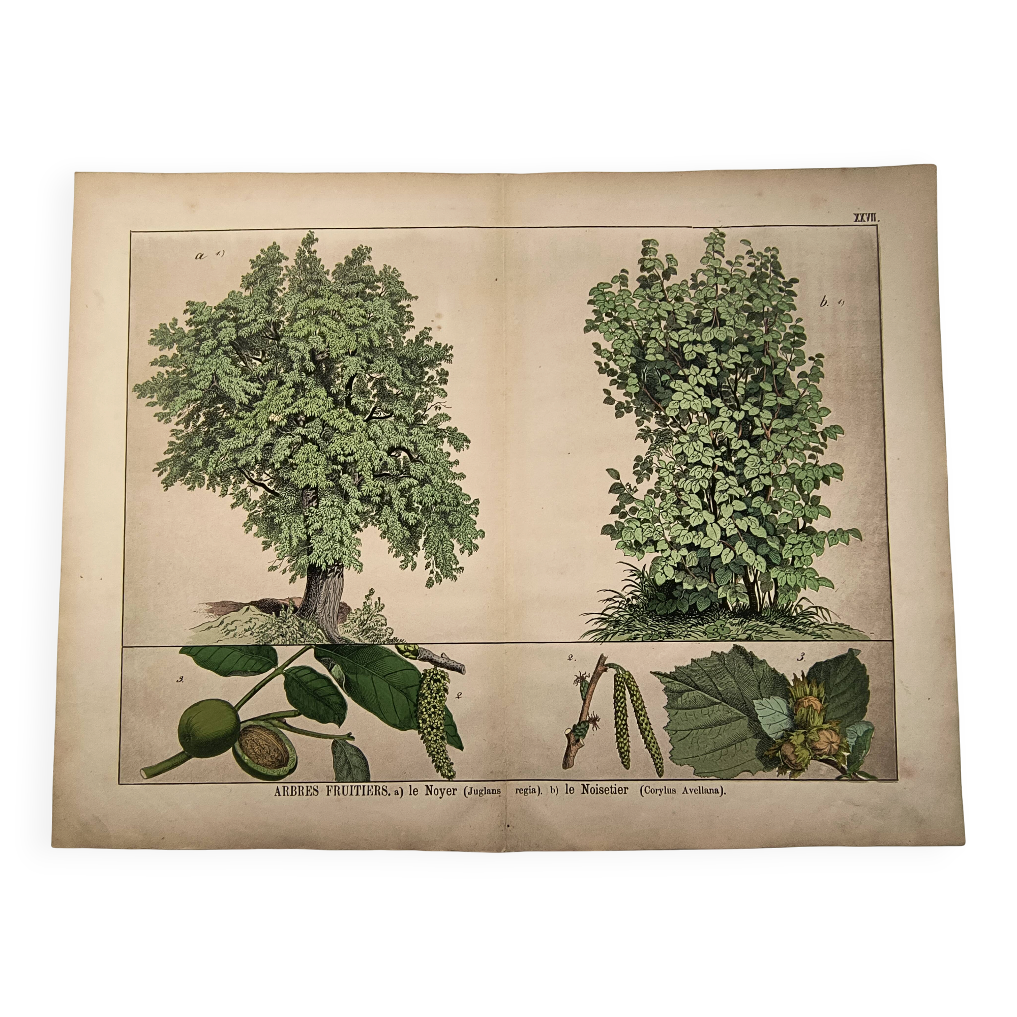Gravure botanique 1870 - Noyer et Noisetier - Planche Arbre