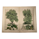 Gravure botanique 1870 - Noyer et Noisetier - Planche Arbre