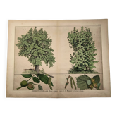 Gravure botanique 1870 - Noyer et Noisetier - Planche Arbre