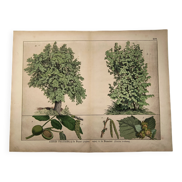 Botanical engraving 1870 - Walnut and Hazelnut - Tree Plate