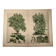 Gravure botanique 1870 - Noyer et Noisetier - Planche Arbre