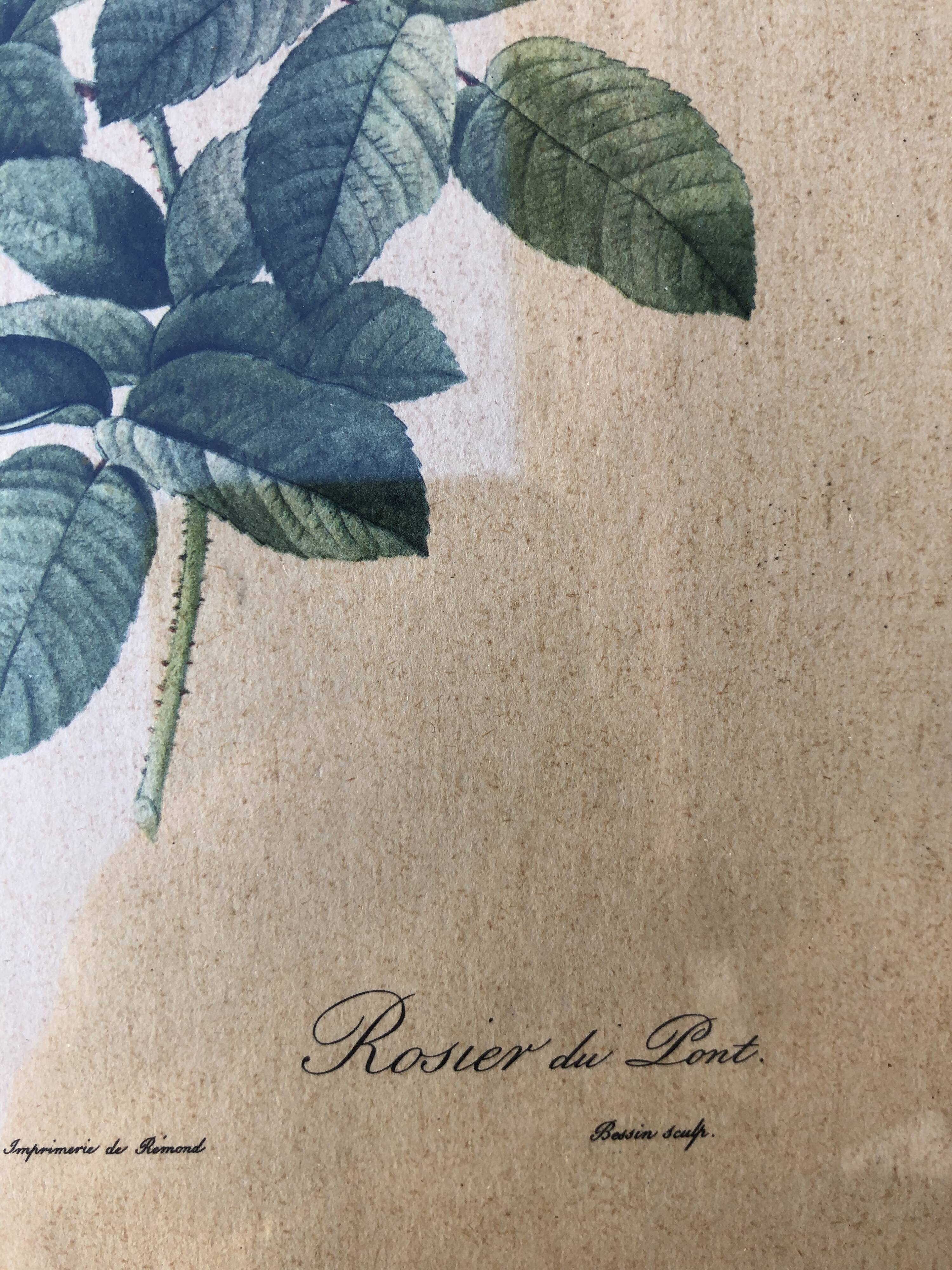 Lithograph PJ Redouté