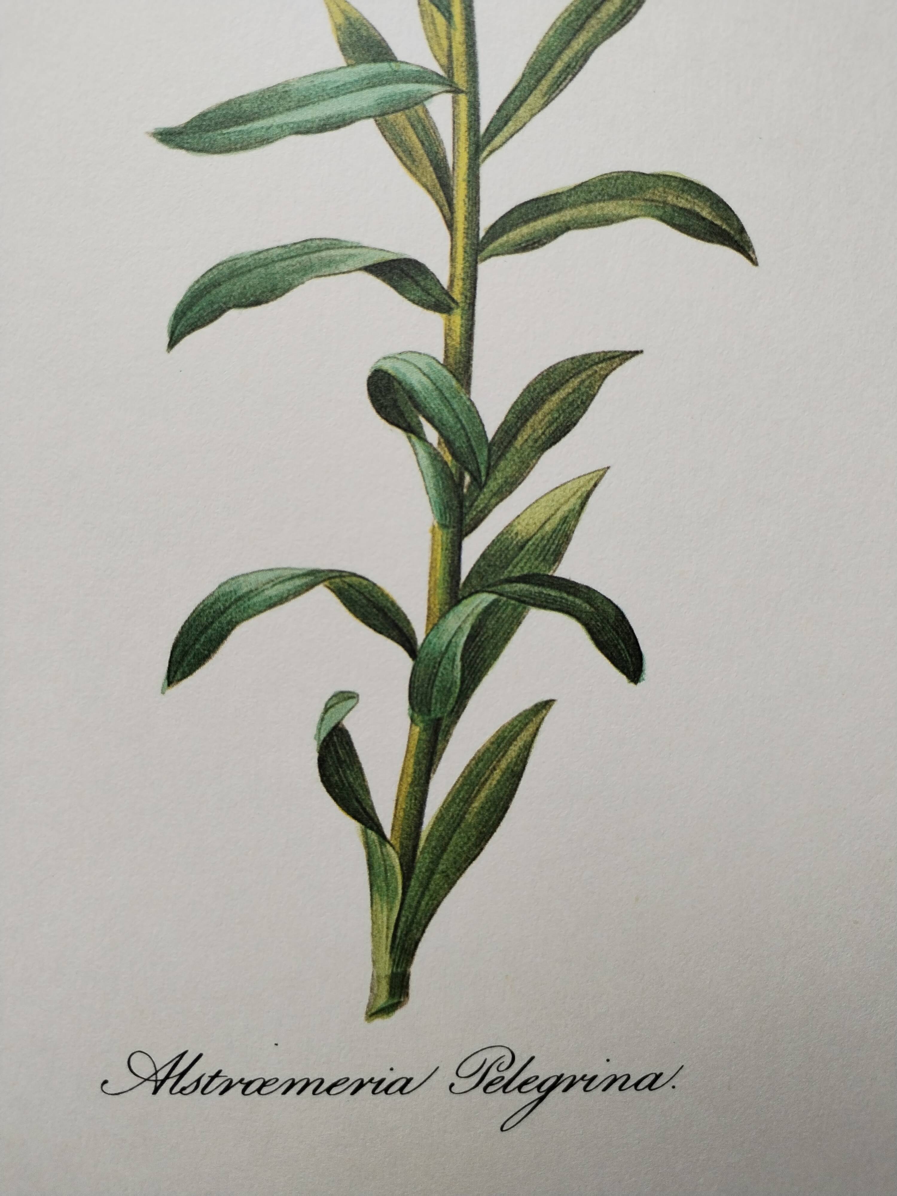 Planche illustrée originale Alstroemère pèlerine
