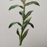 Planche illustrée originale Alstroemère pèlerine