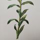 Original illustrated plate Alstroemeria pilgrim