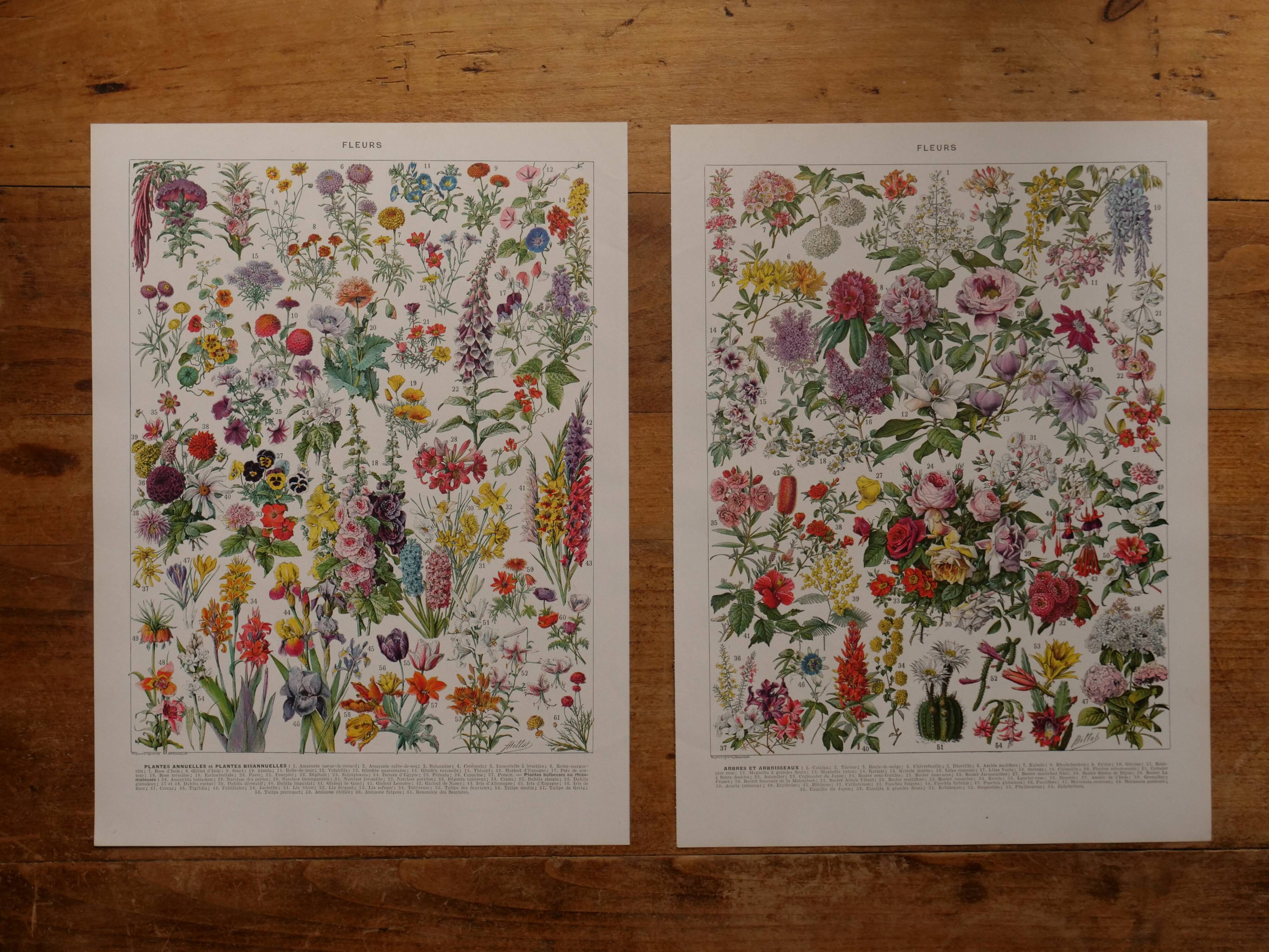 Original lithographs on flowers