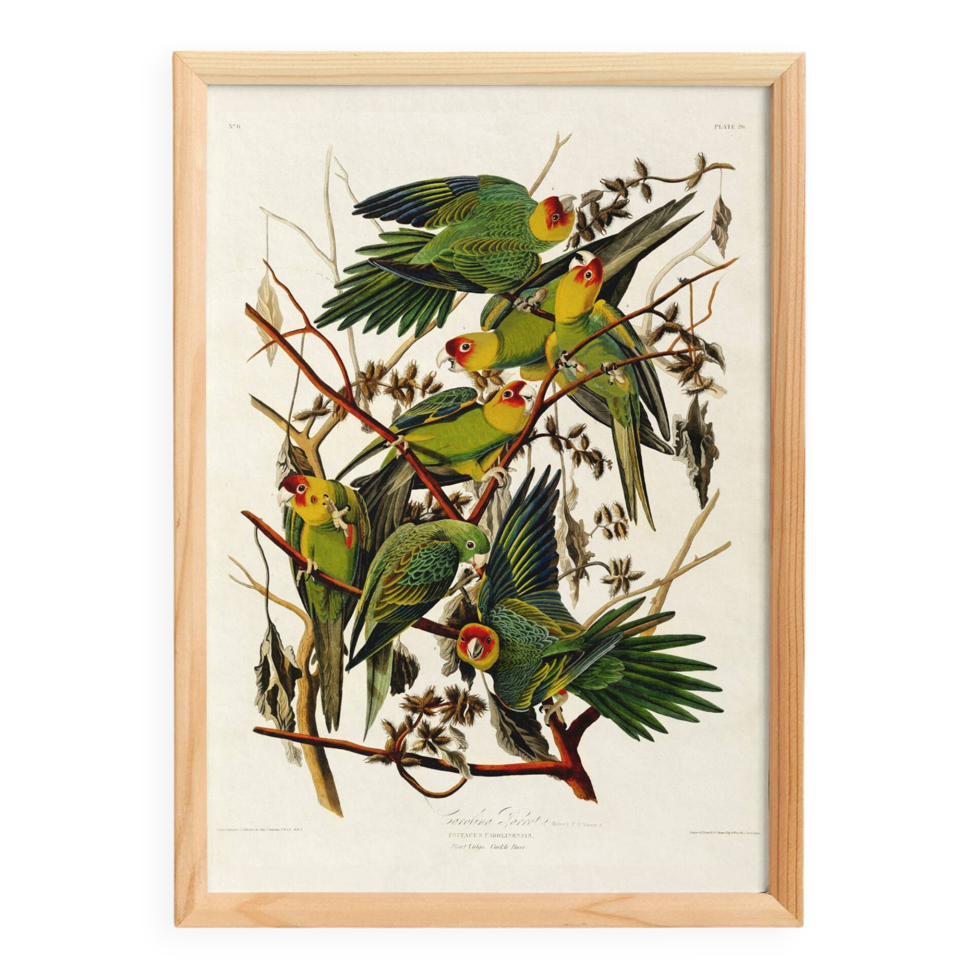 Poster about the Carolina Parakeet, based on an old engraving from 1827.