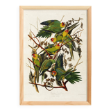 Poster about the Carolina Parakeet, based on an old engraving from 1827.