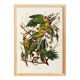 Poster about the Carolina Parakeet, based on an old engraving from 1827.