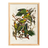 Poster about the Carolina Parakeet, based on an old engraving from 1827.