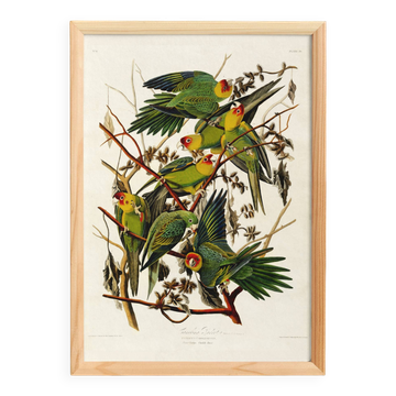 Affiche sur la Conure de Caroline, d’après une gravure ancienne de 1827.