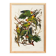 Poster about the Carolina Parakeet, based on an old engraving from 1827.