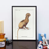 Chimera lithograph animal engraving - the maricoq