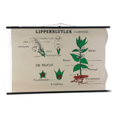 Affiche murale éducative vintage à rouleau sur la biologie des plantes