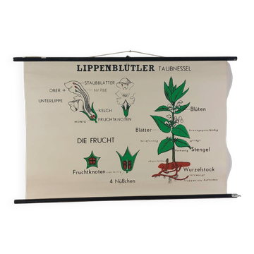 Affiche murale éducative vintage à rouleau sur la biologie des plantes