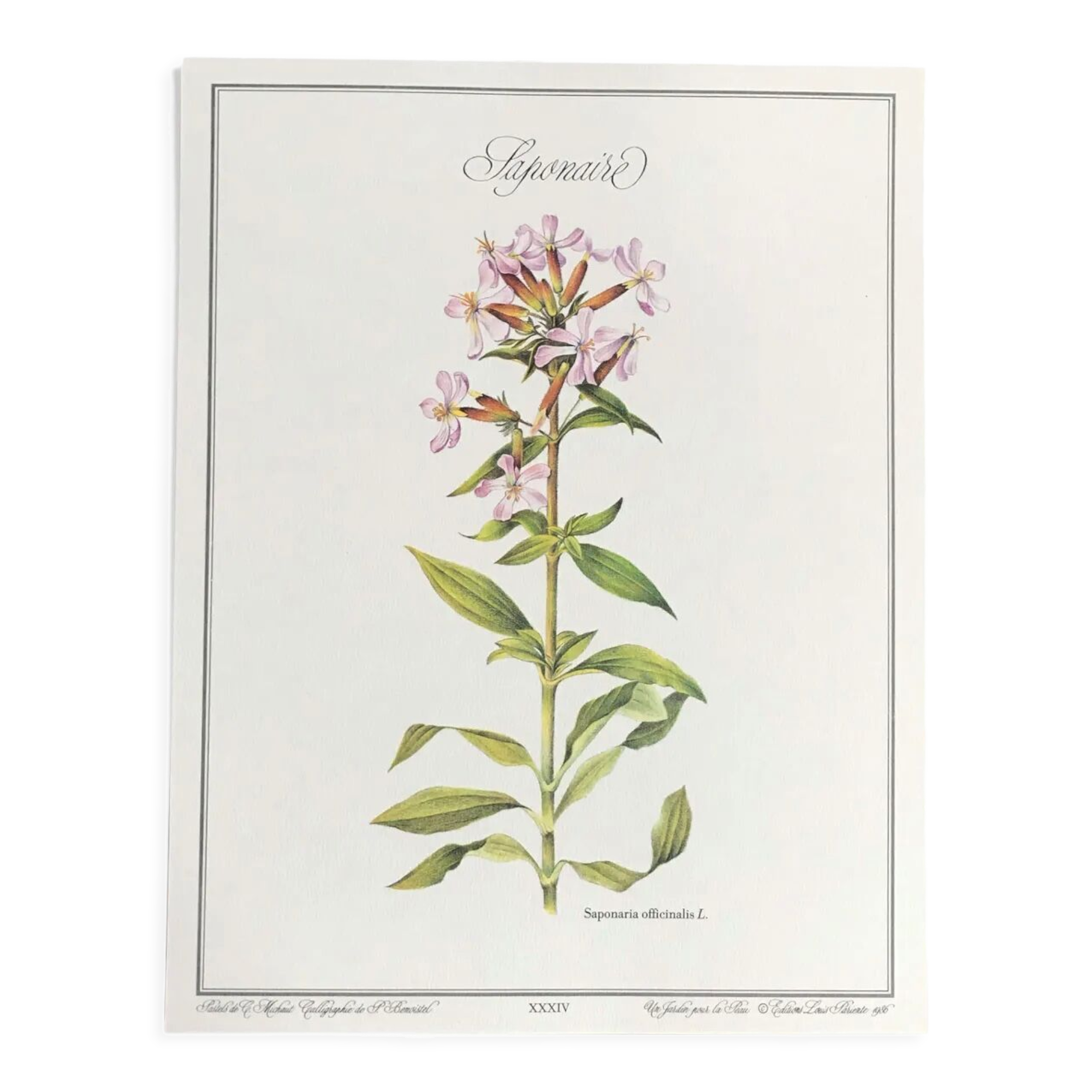 Planche botanique la saponaire