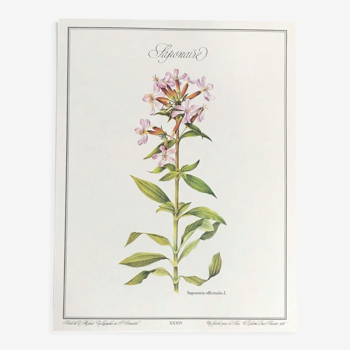 Botanical plate la saponaire