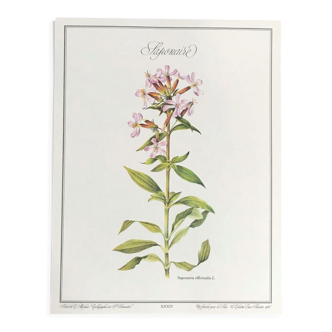 Botanical plate la saponaire