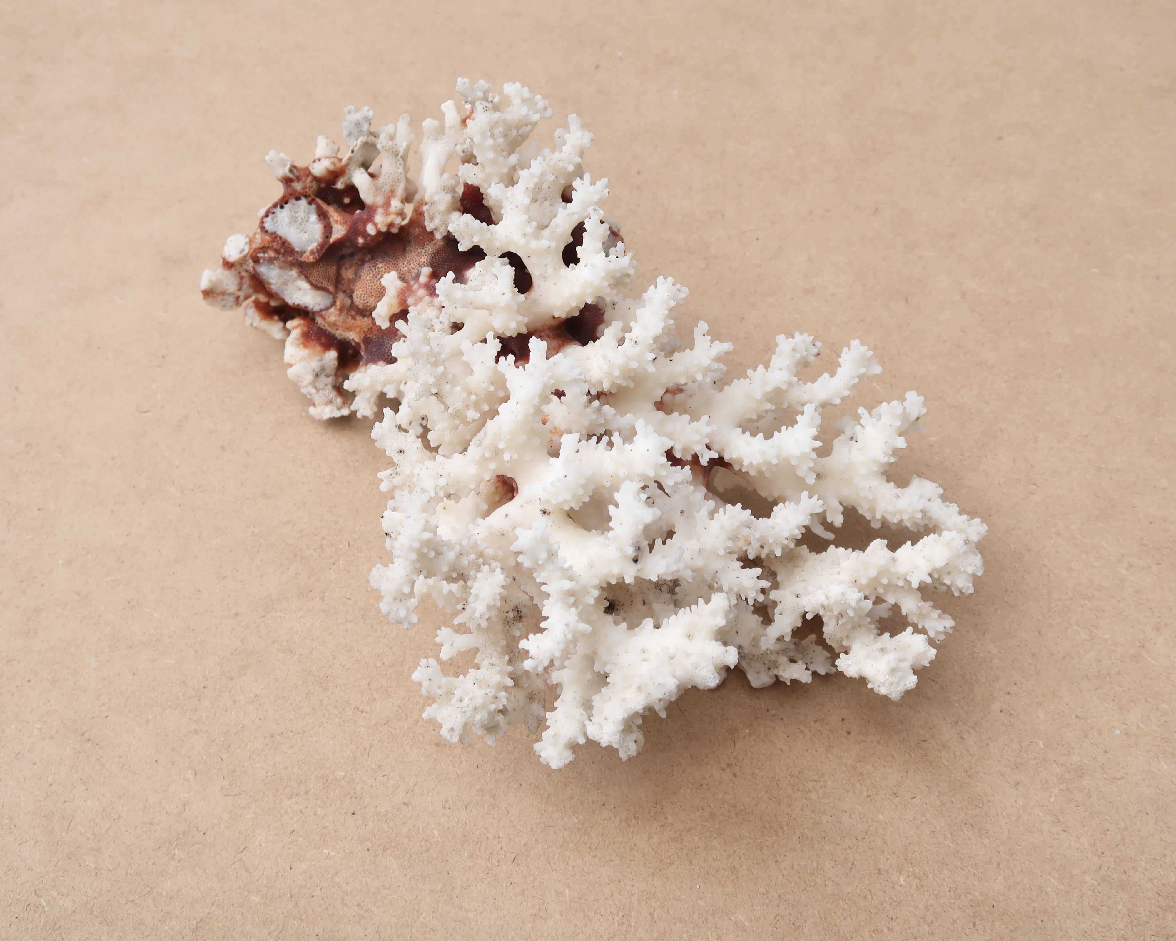 Corail blanc naturel, années 70