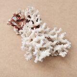 Imposing natural white coral, 70s