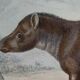 Planche zoologique originale " porc-épic, urson, tapir - buffon 1838