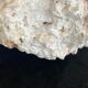 Corail XXL sur son pied